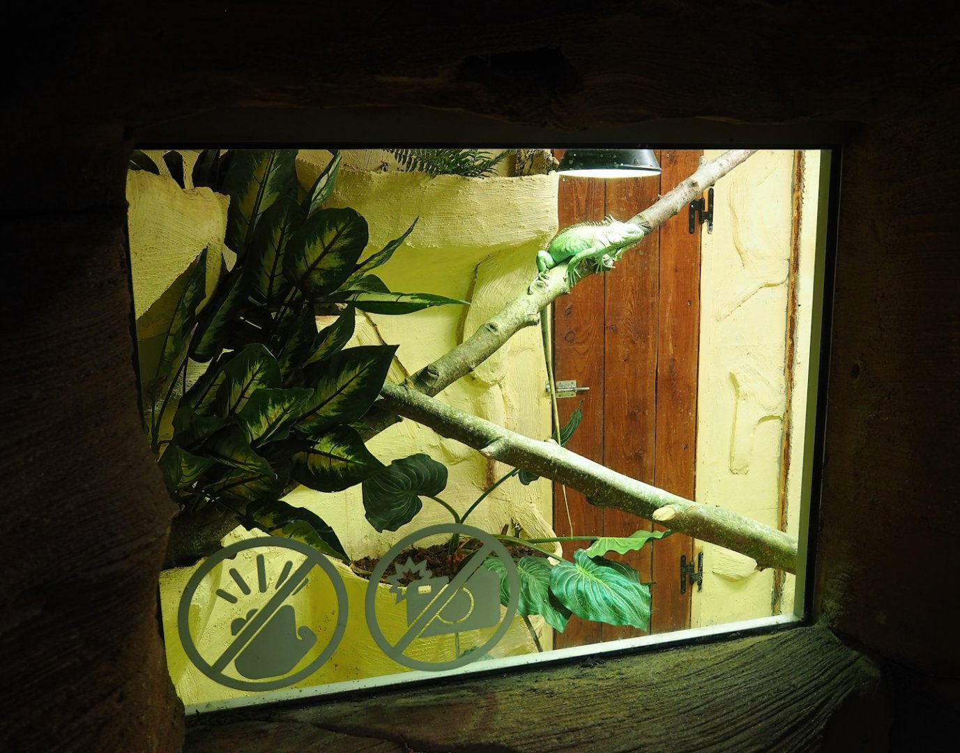 Green iguana terrarium (Former hummingbird exhibit), 2023-10-13