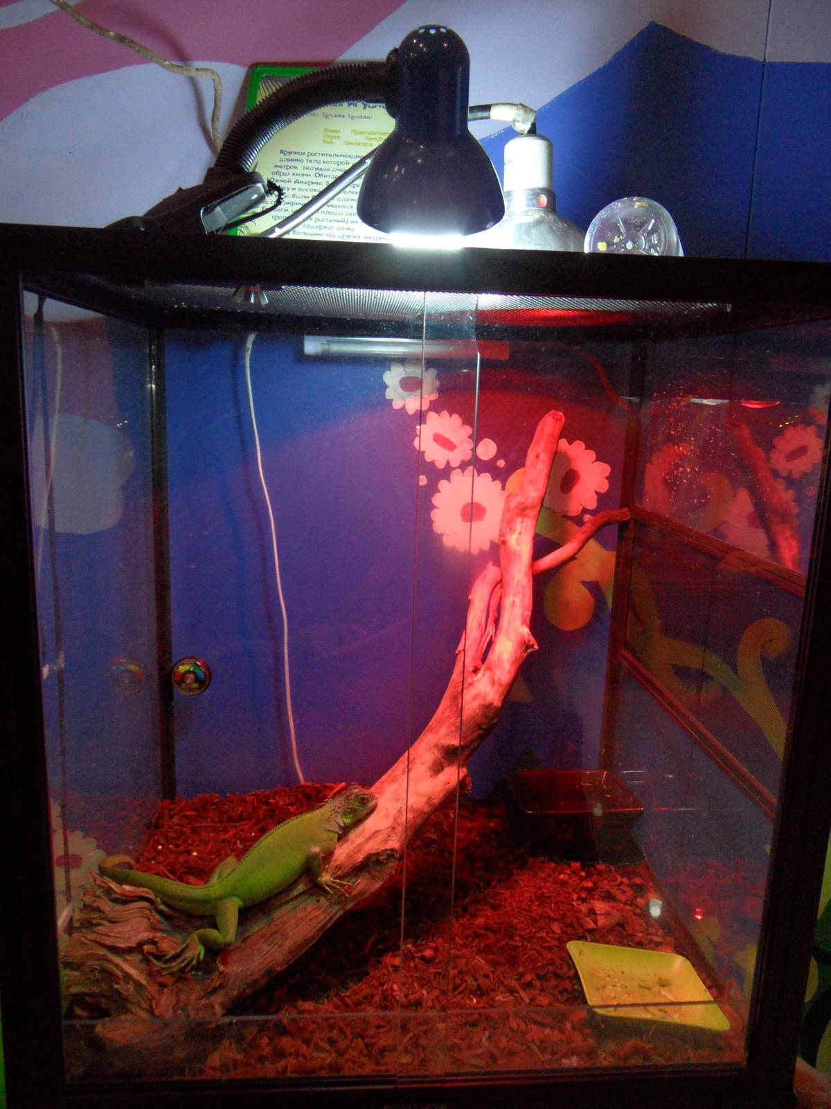 Green iguana terrarium