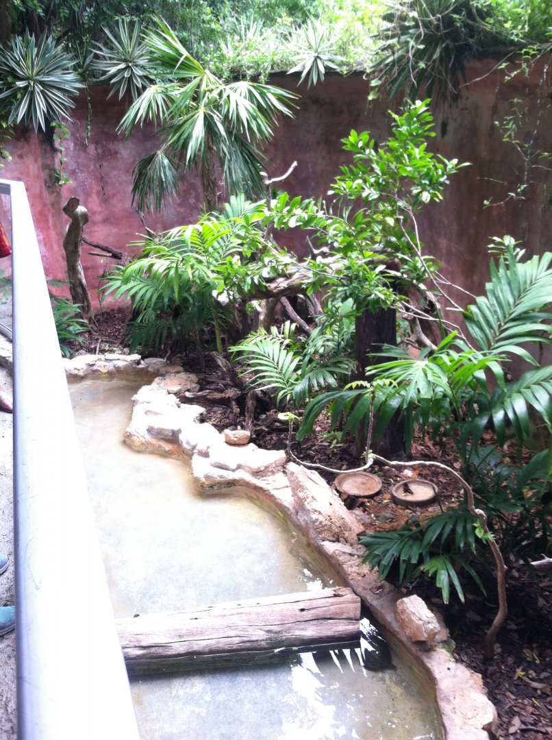 Green iguana/turtle exhibit