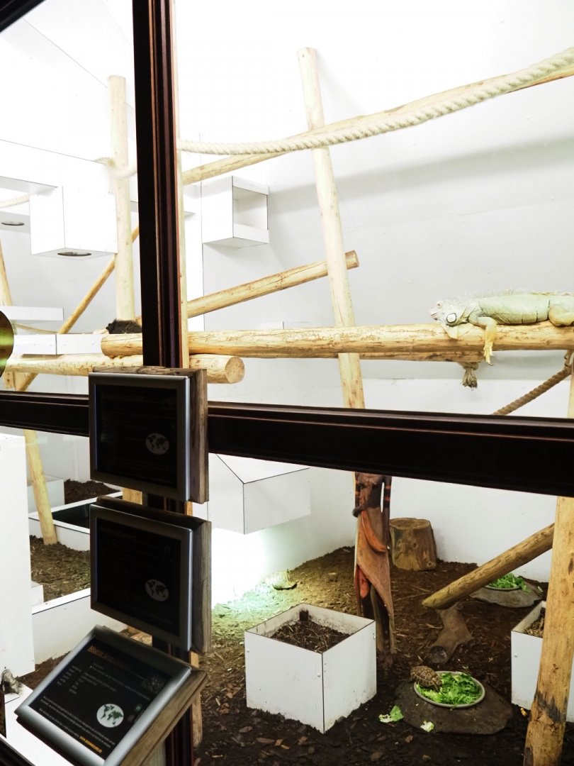 Green iguana, turtle, tortoise and tamarin exhibit