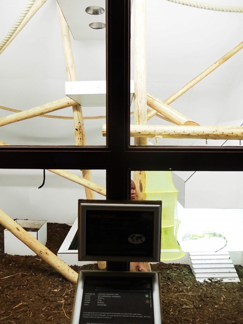 Green iguana, turtle, tortoise and tamarin exhibit