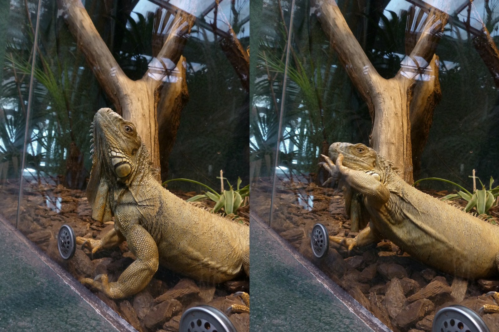 Green iguana wants out