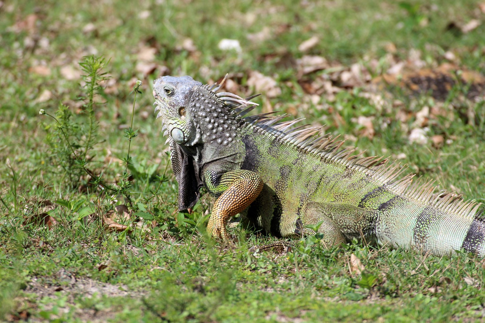 Green Iguana (wild)