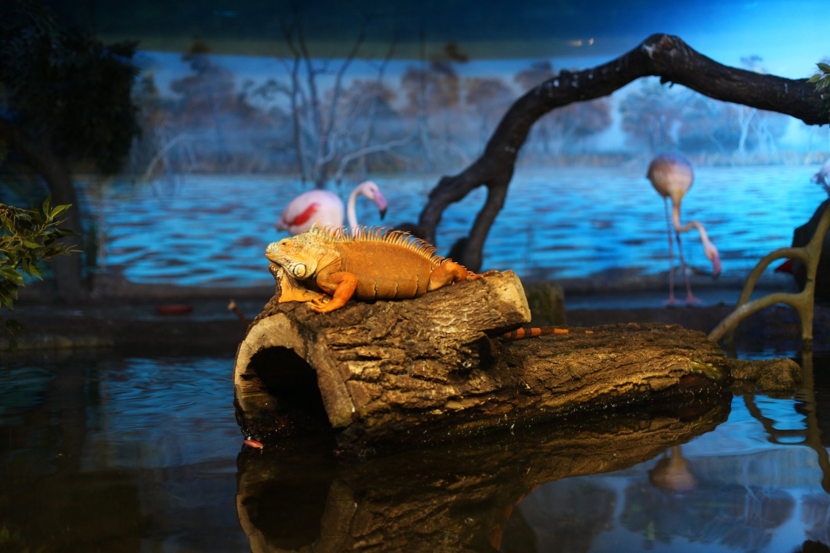Green iguana with flamingos