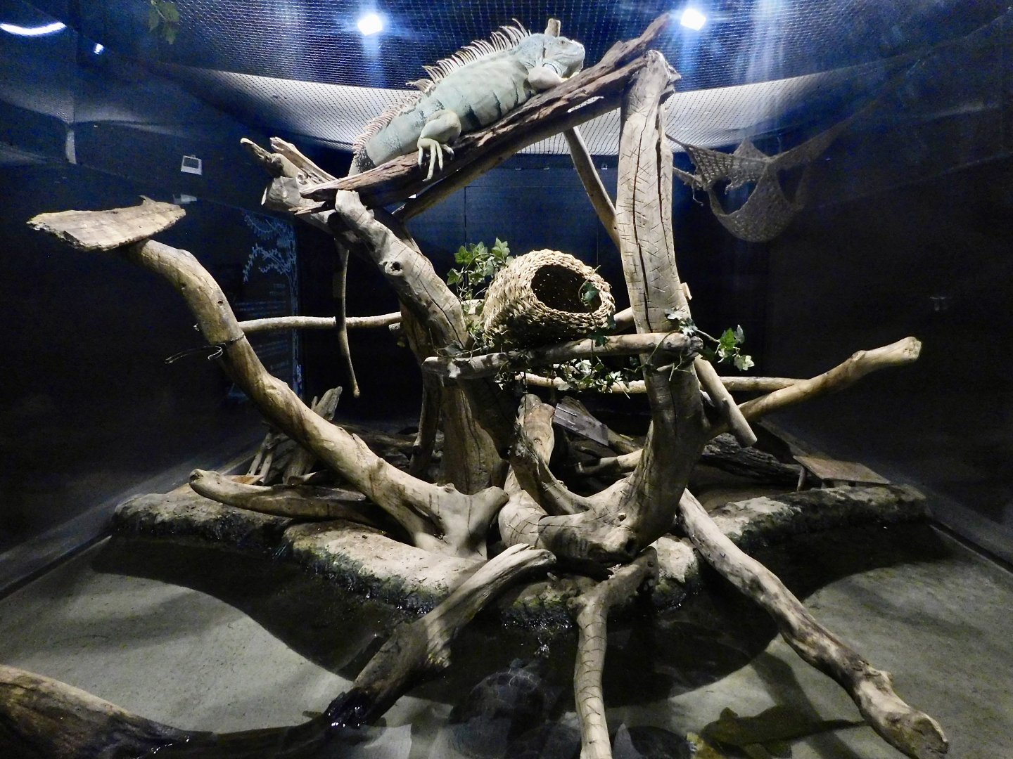 Green Iguana & Yellow-Spotted River Turtle & Southern Three-Banded Armadillo Exhibit - Kawasui Kawasaki Aquarium October 8, 2025