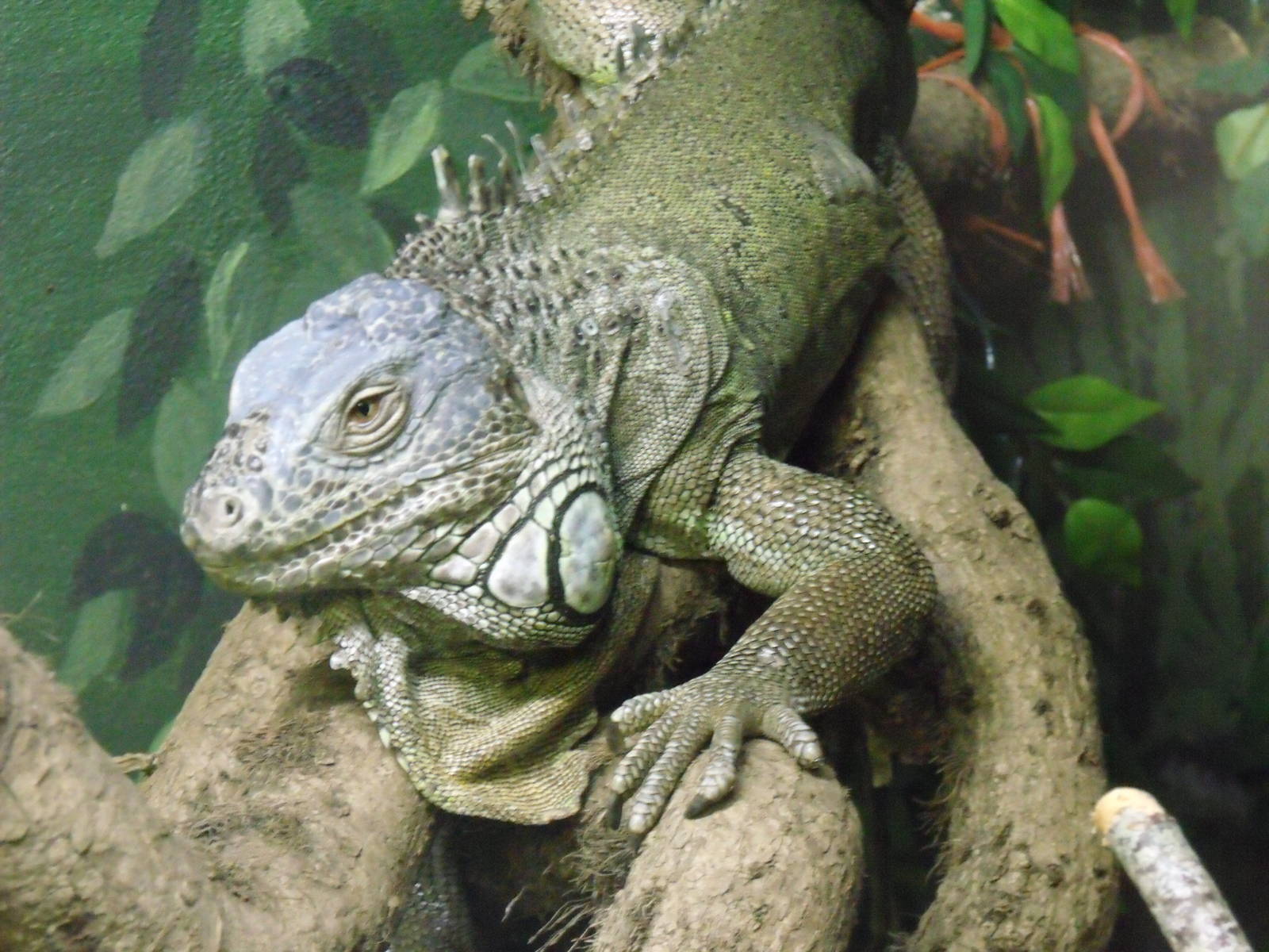 Green Iguana