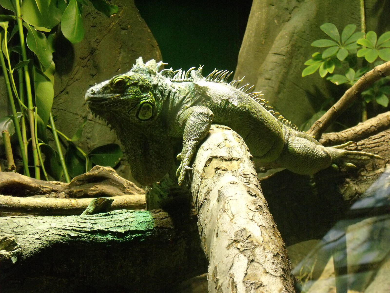 Green iguana