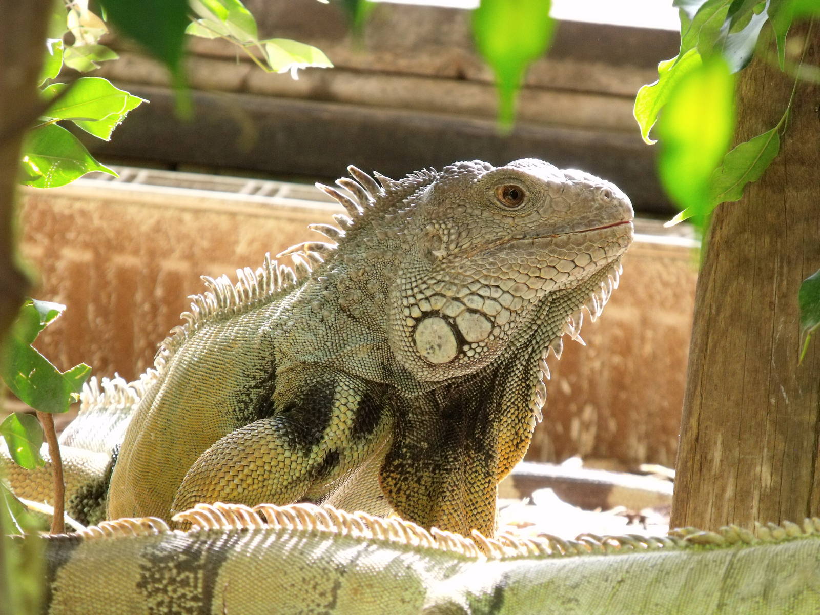 Green Iguana