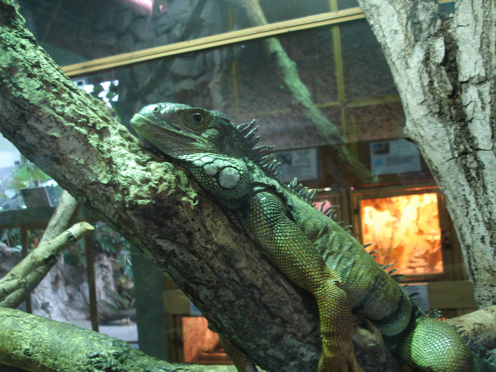 Green iguana