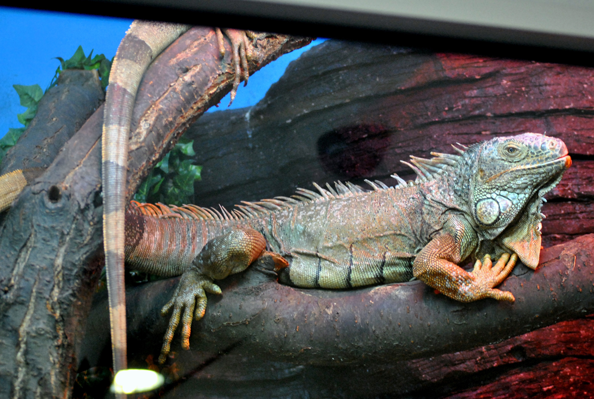 Green Iguana