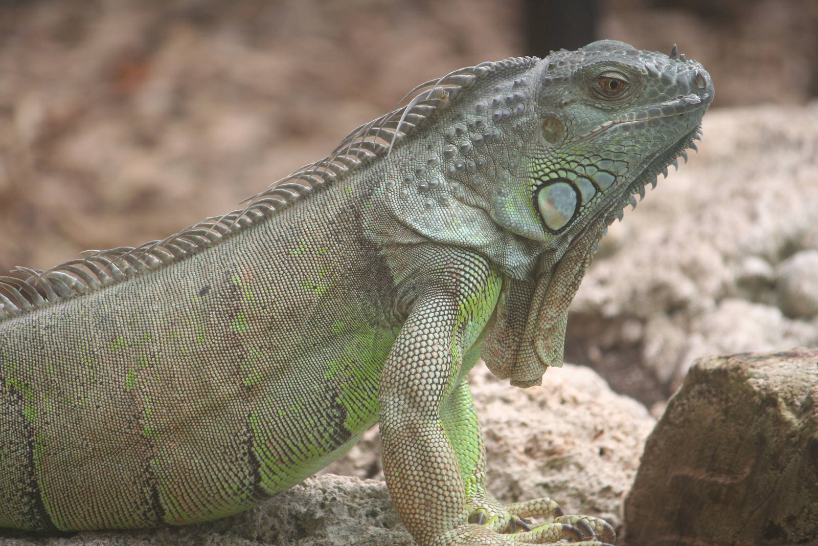 Green iguana