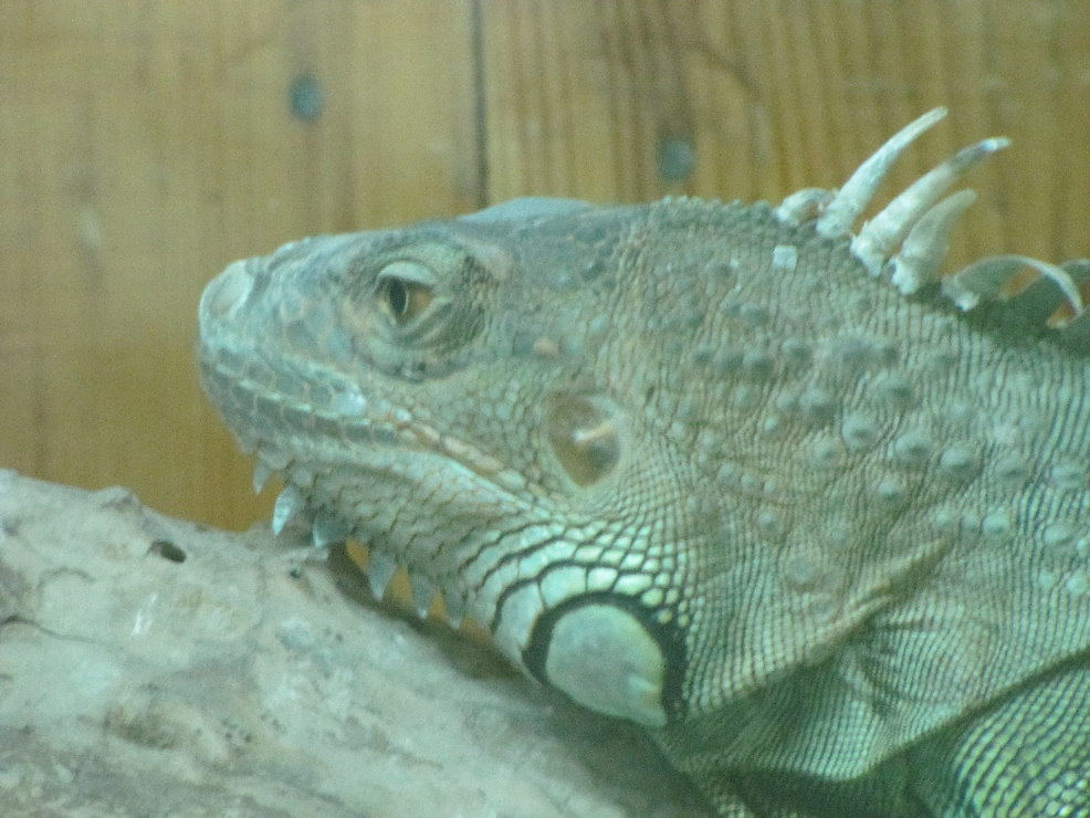green Iguana