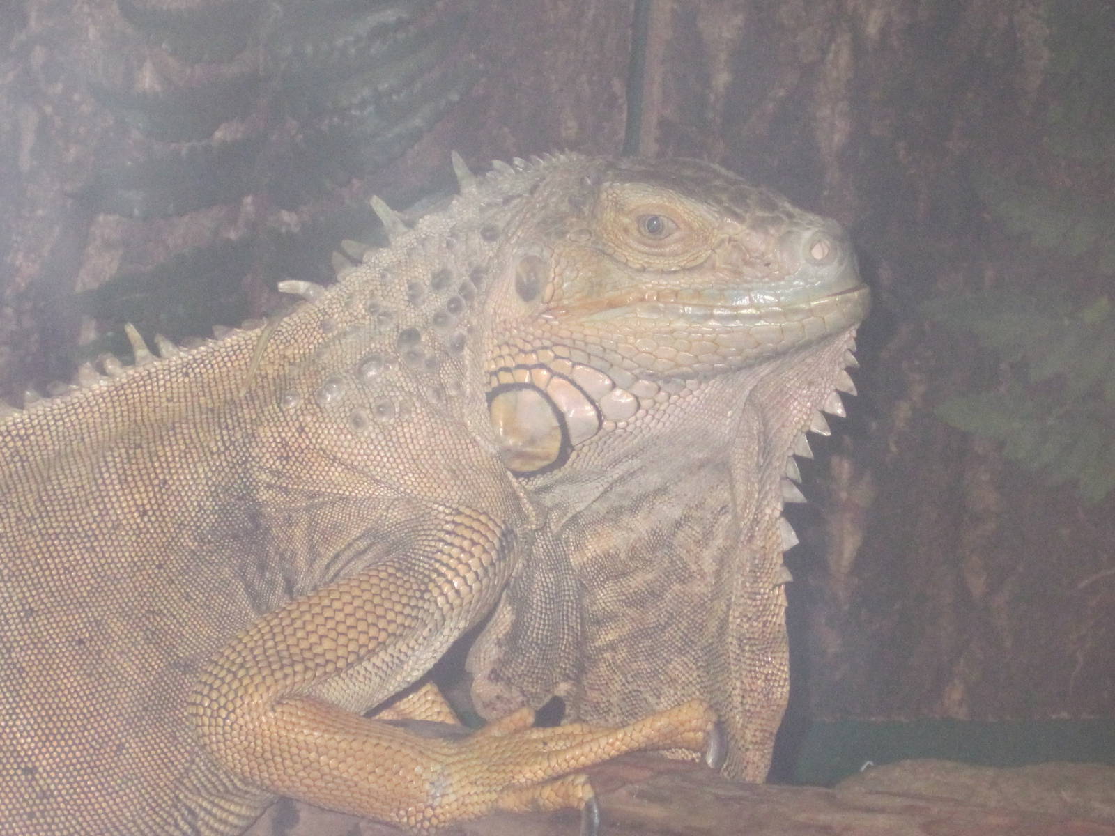 Green Iguana