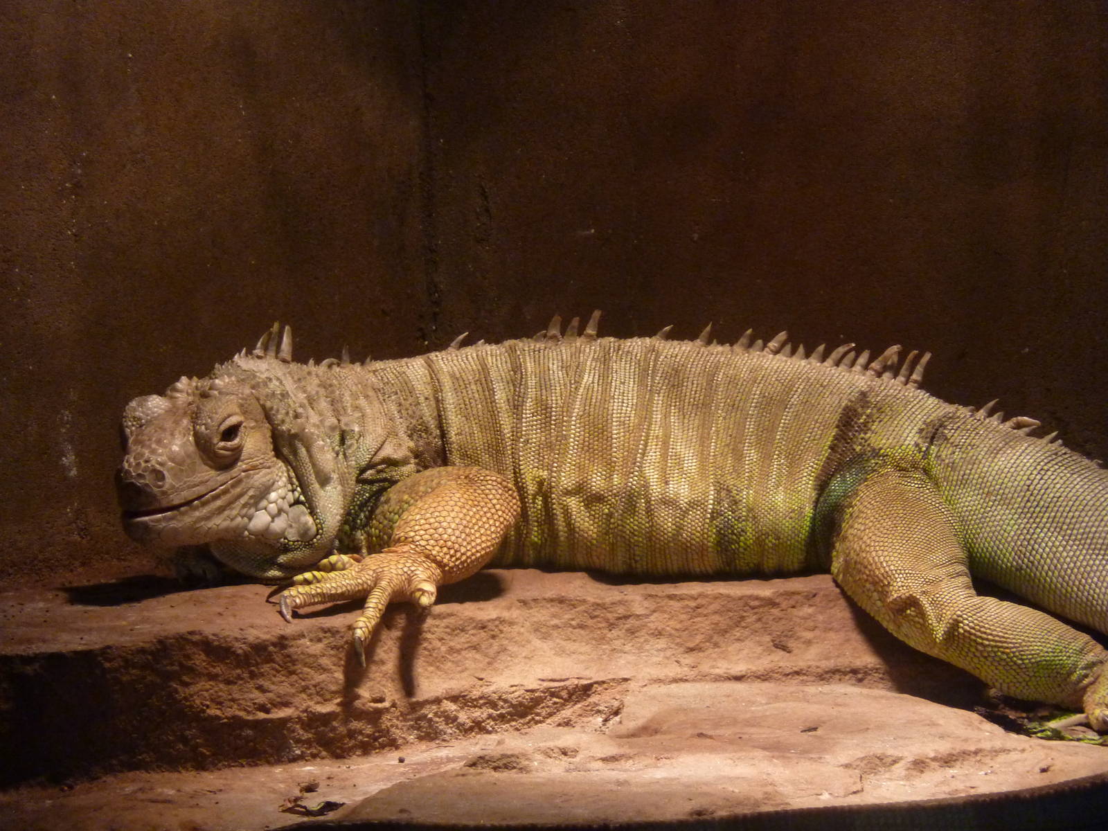 Green iguana