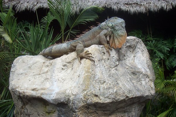 Green Iguana