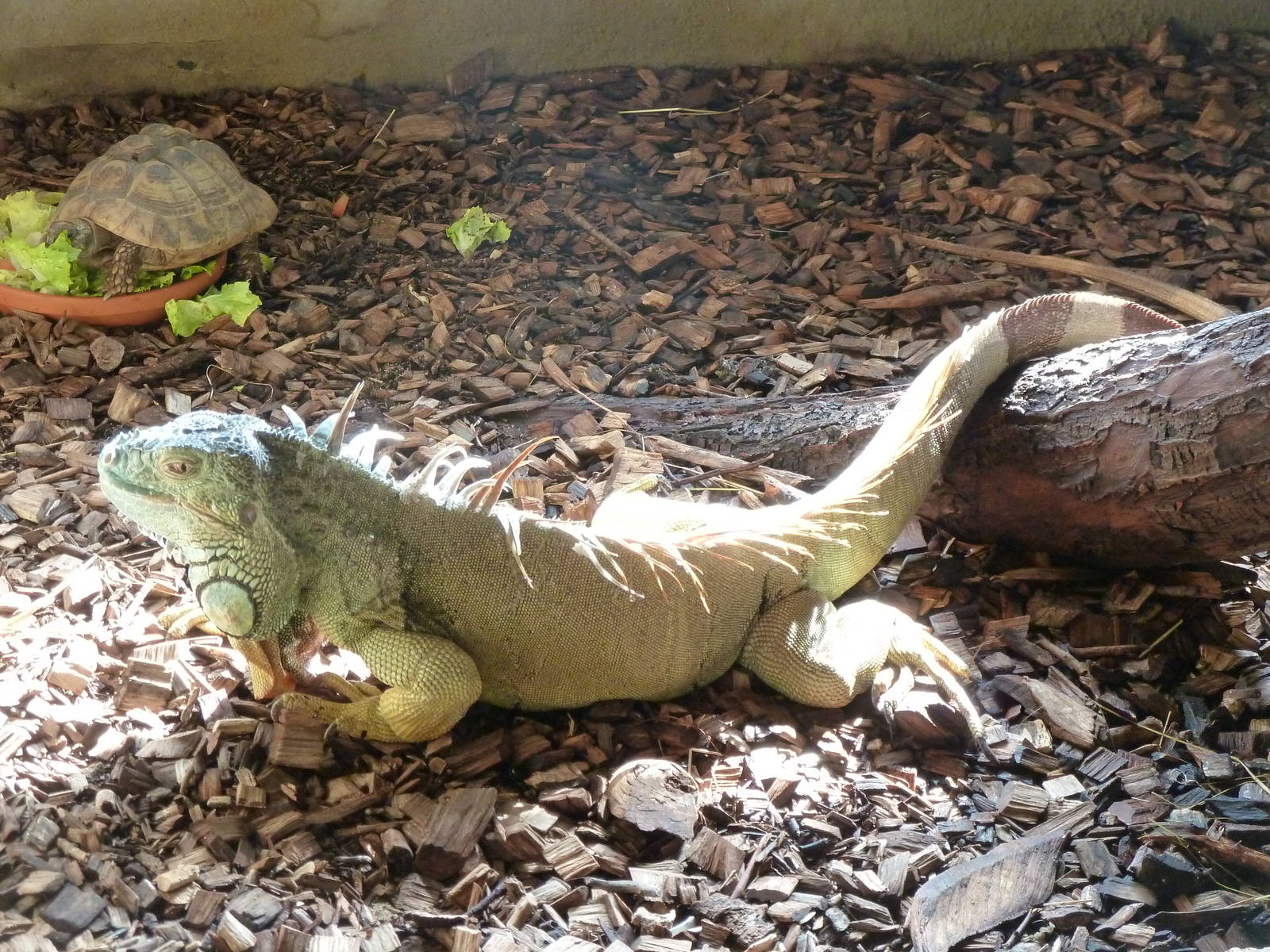 Green Iguana