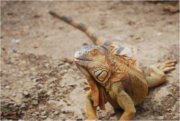 Green iguana