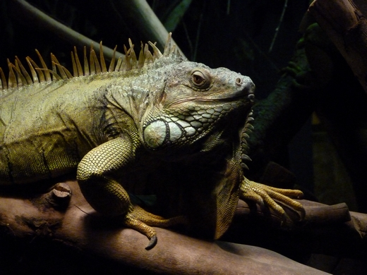 Green Iguana