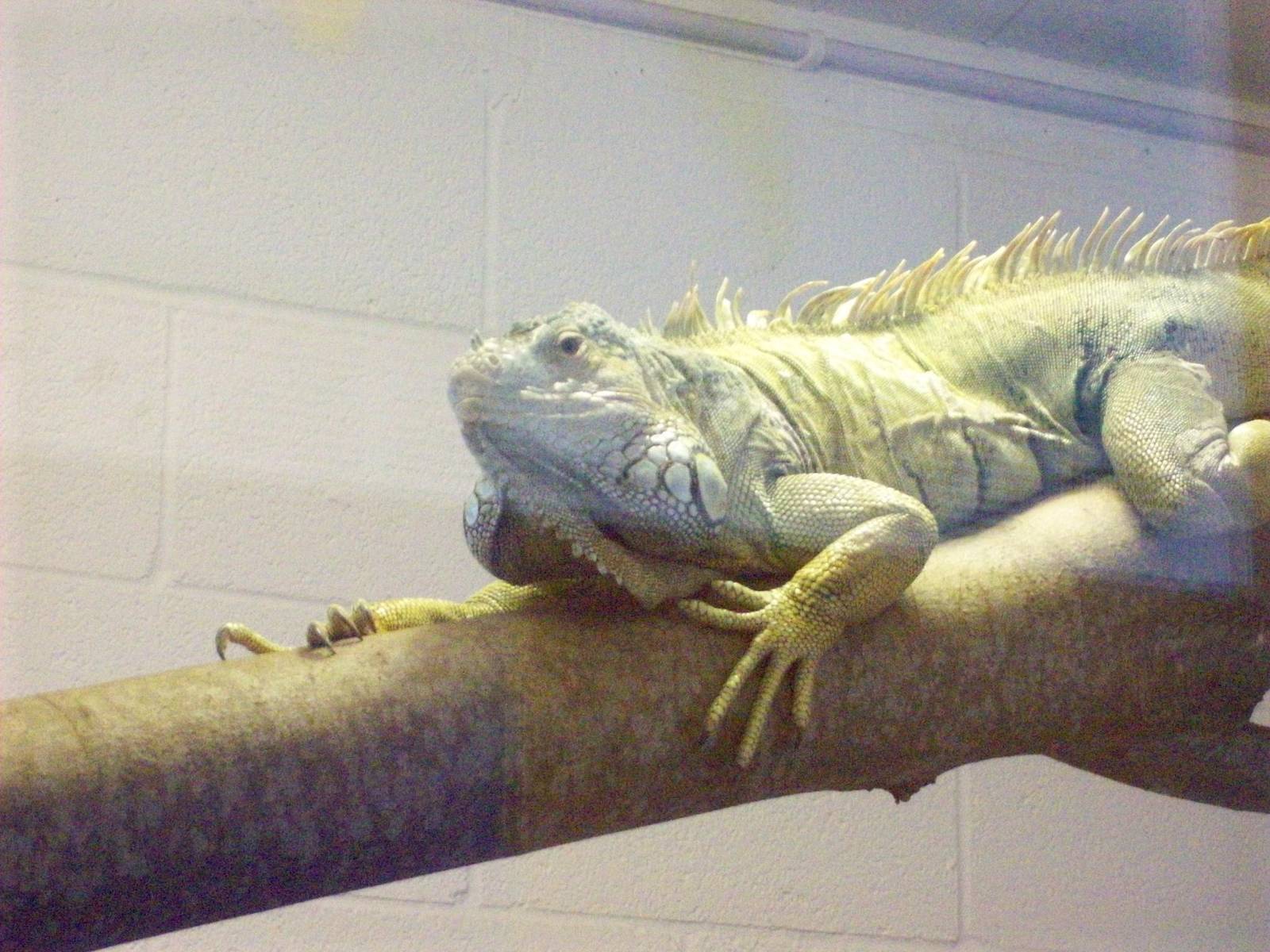 green iguana