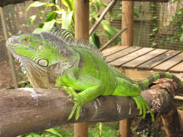 Green Iguana