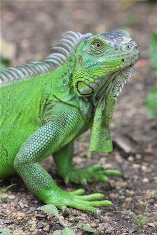 Green Iguana