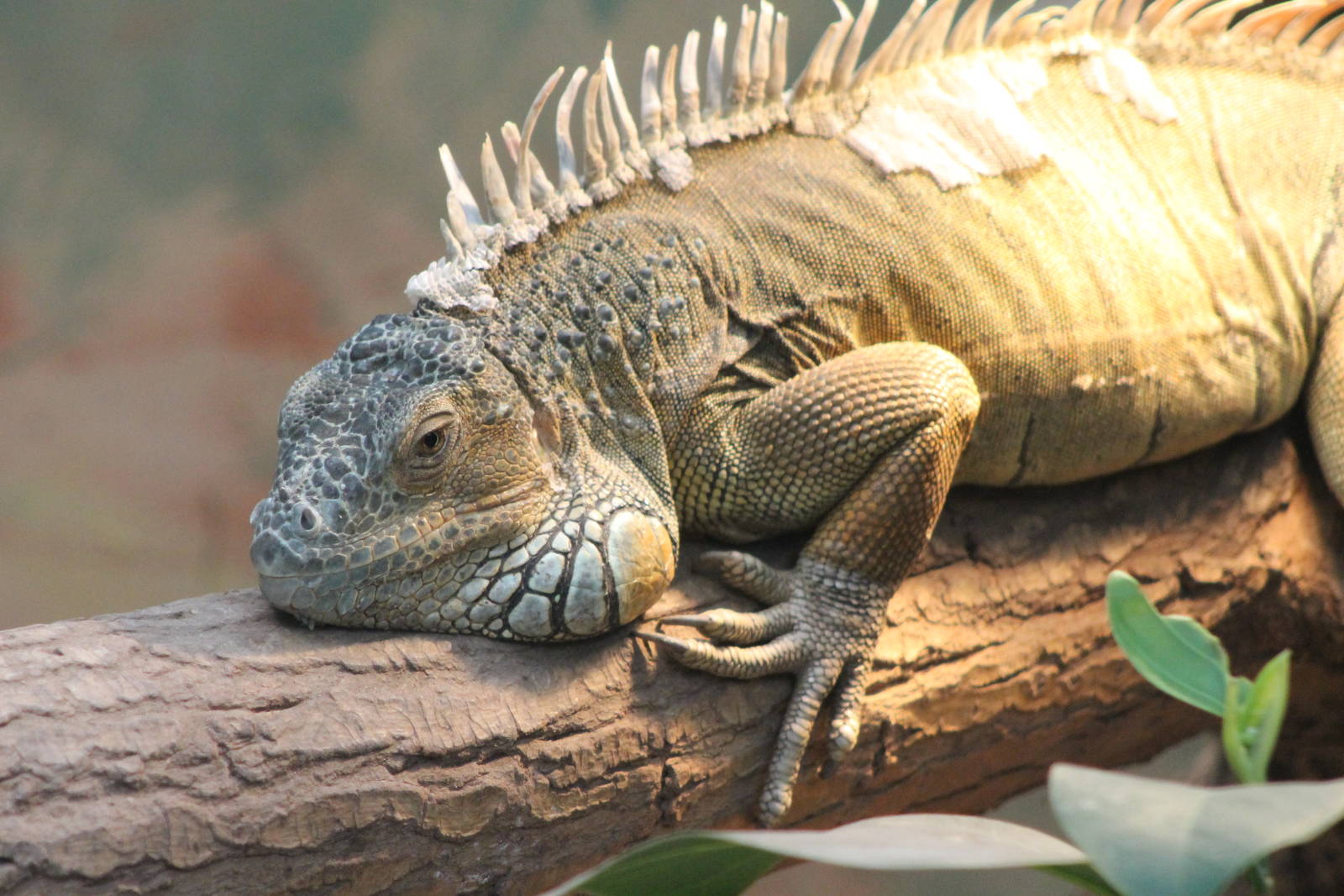 green iguana