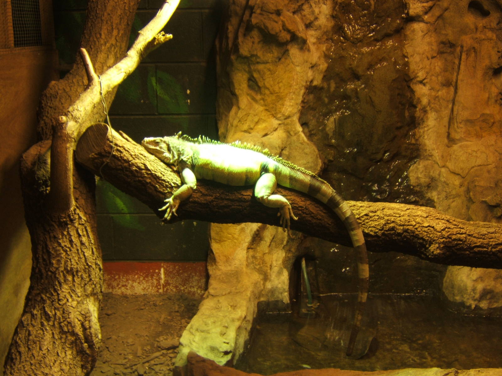 Green Iguana