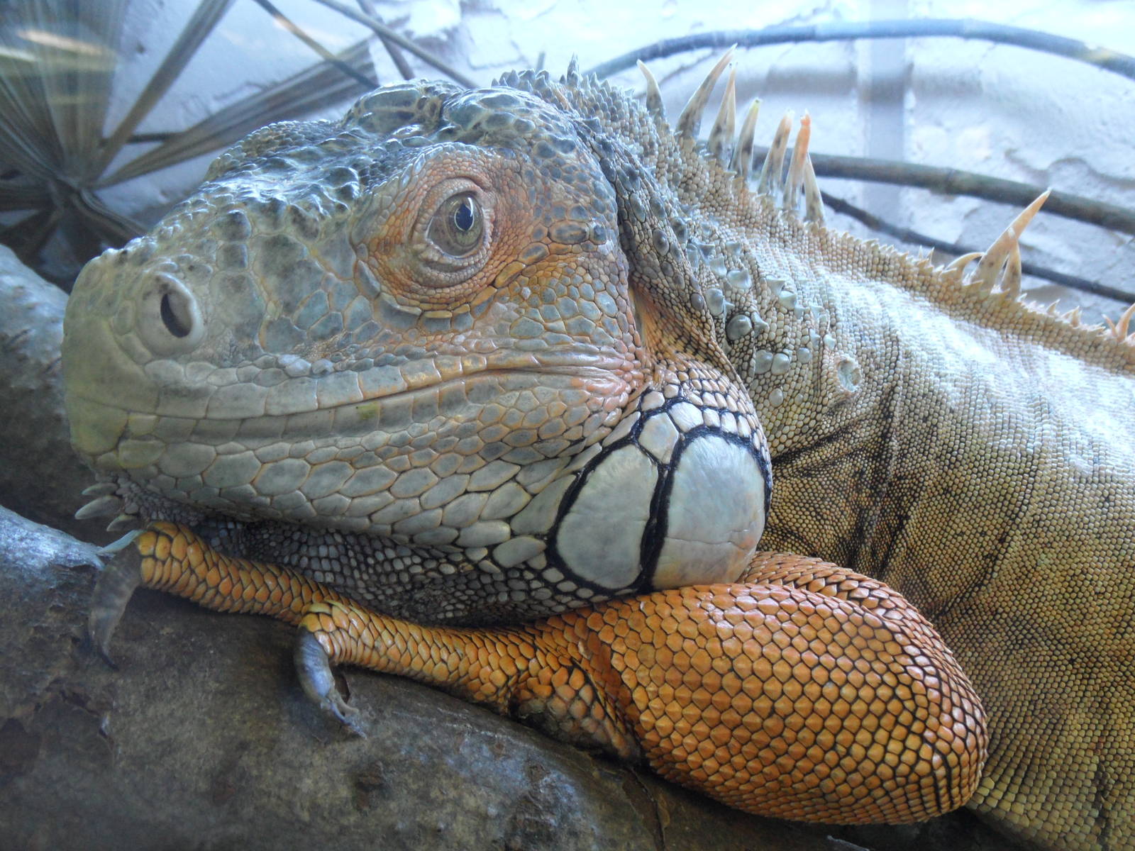 Green iguana