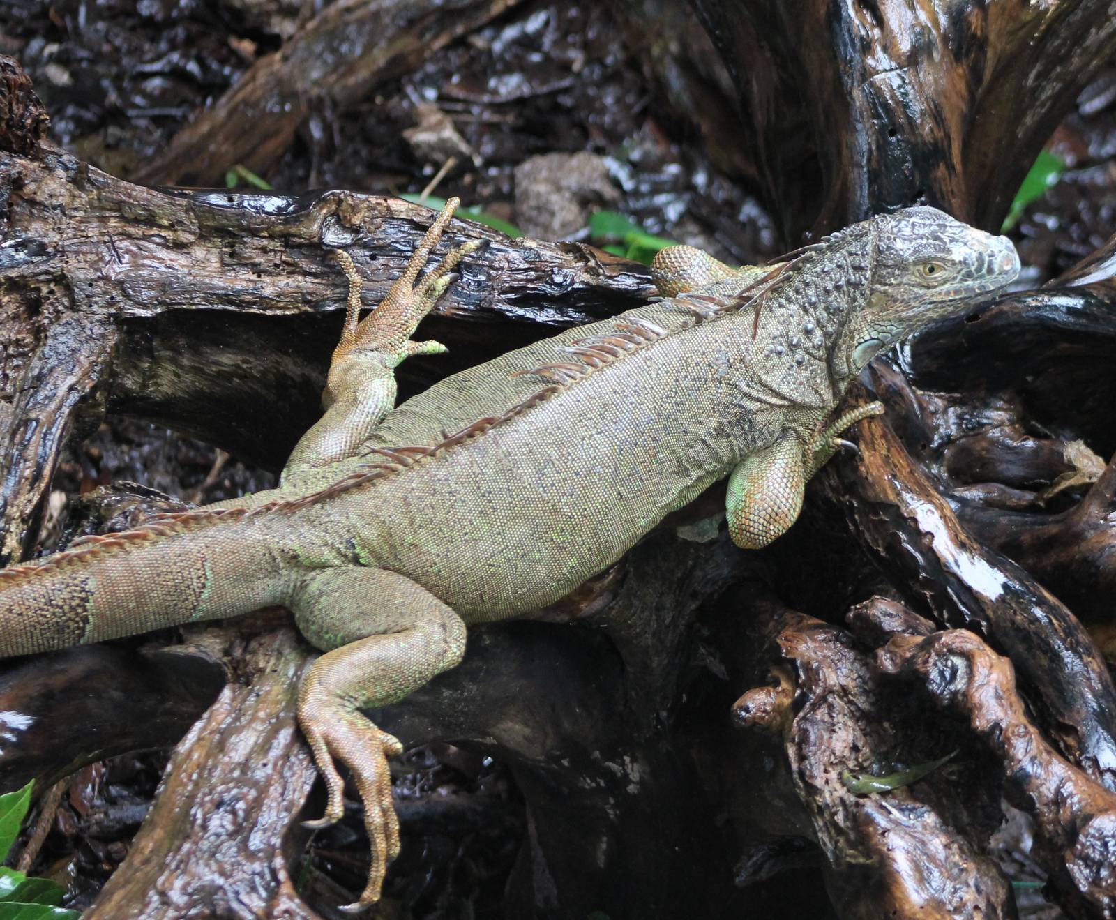 Green iguana