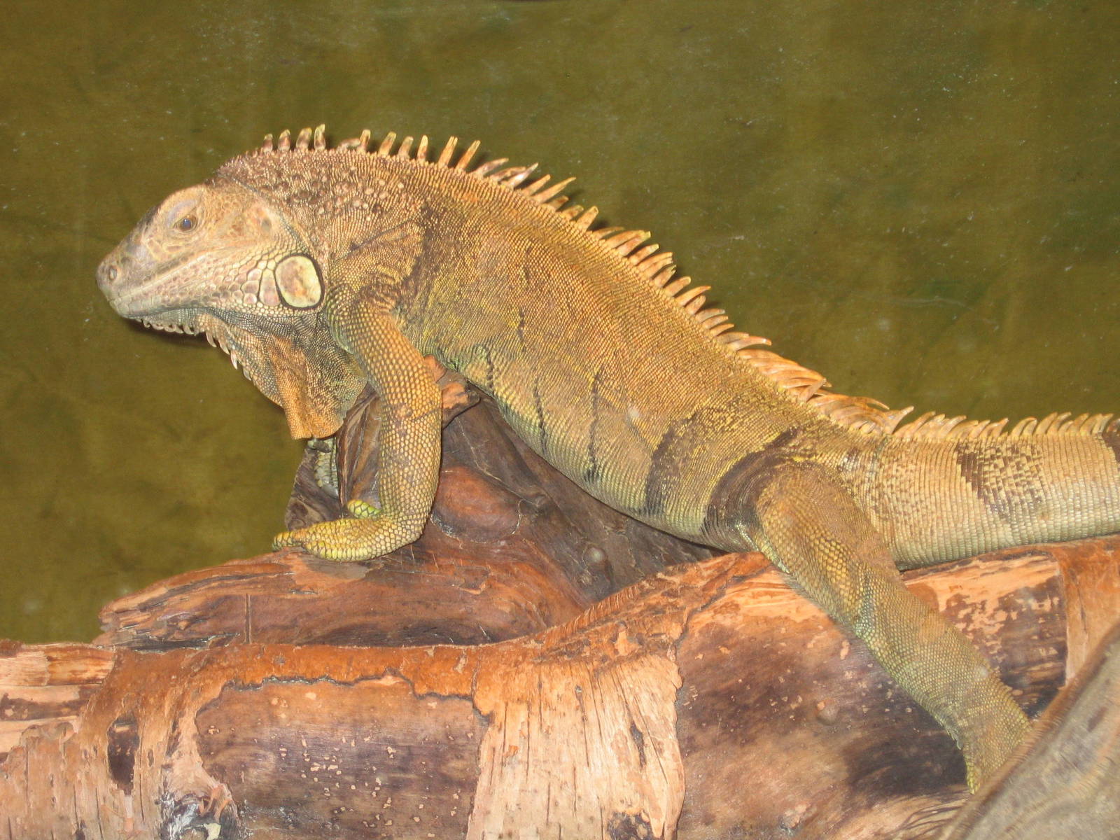 Green iguana