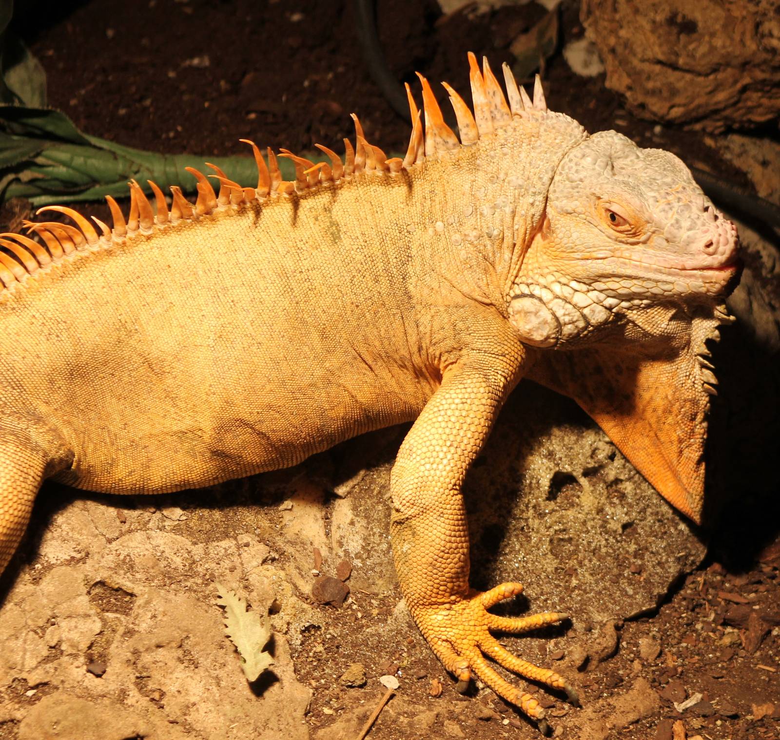 Green iguana