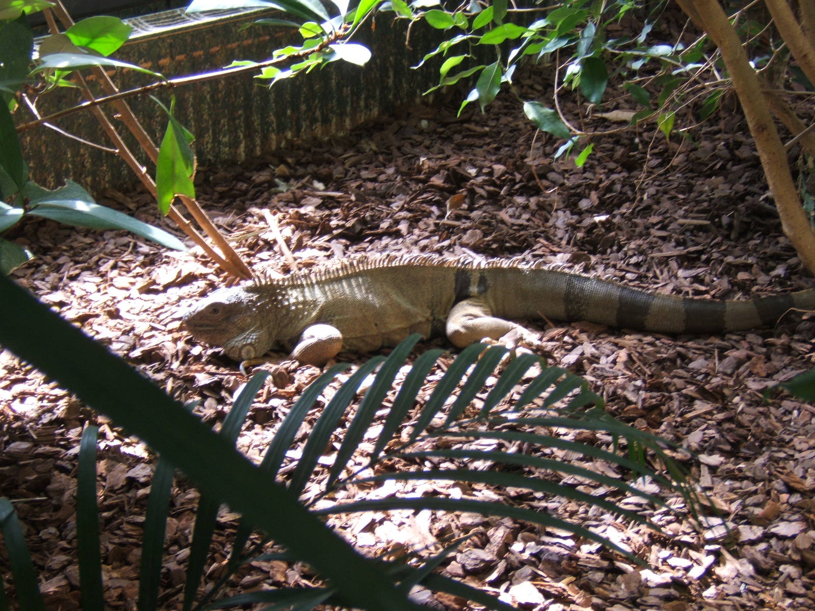 Green Iguana