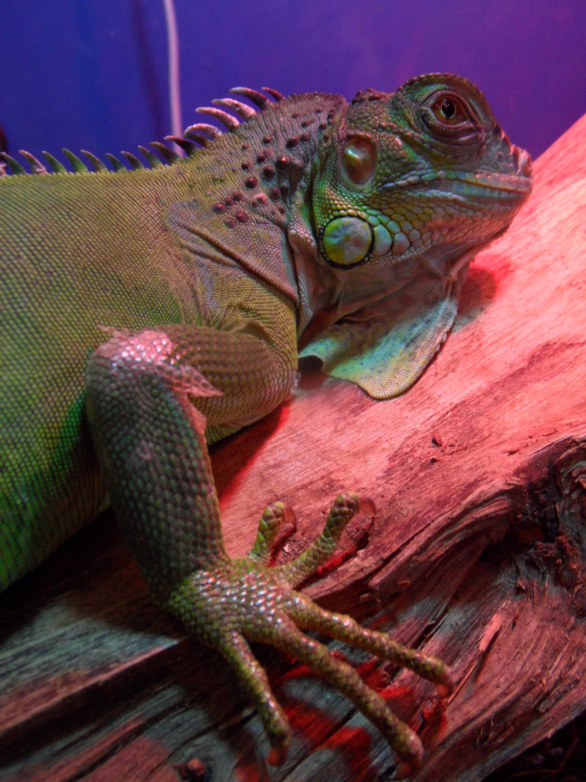 Green iguana