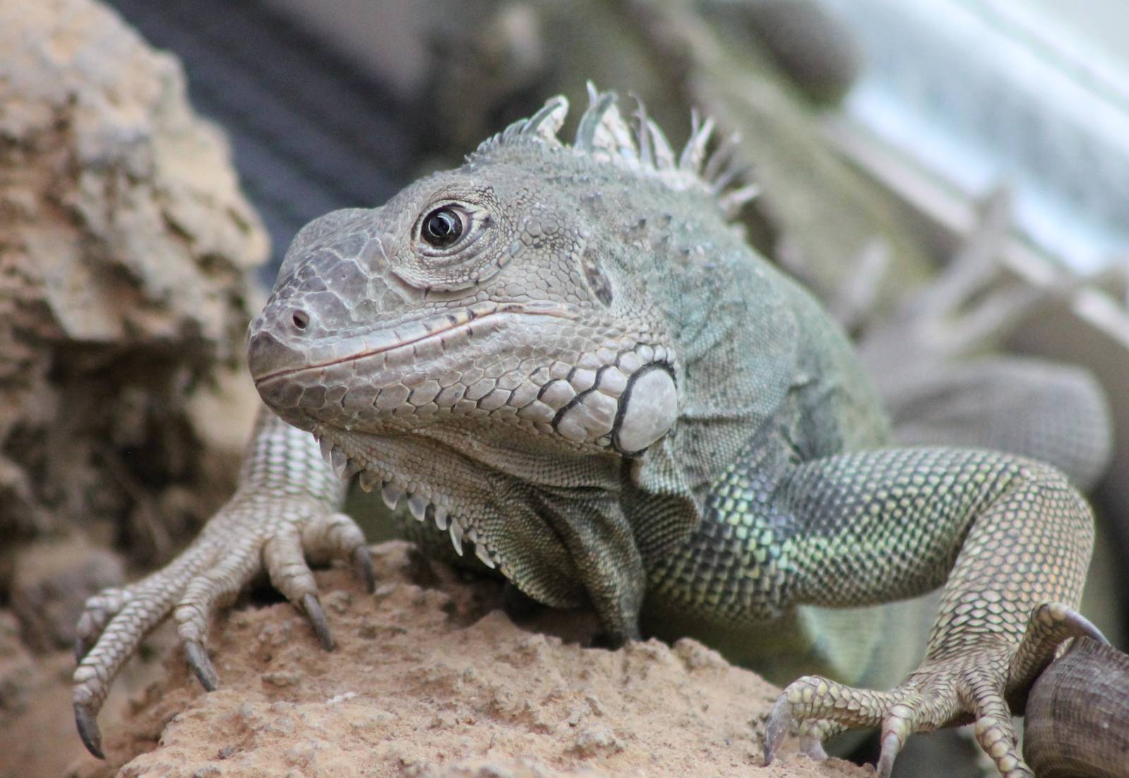 Green iguana