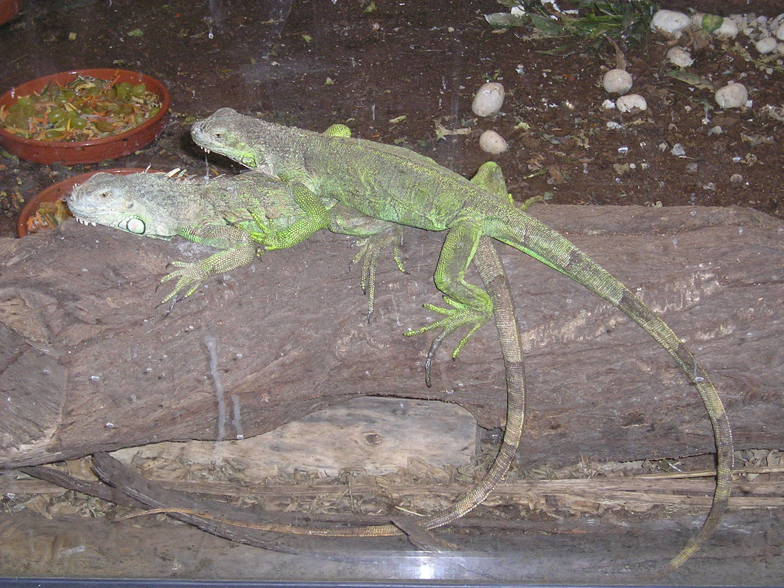 Green iguana