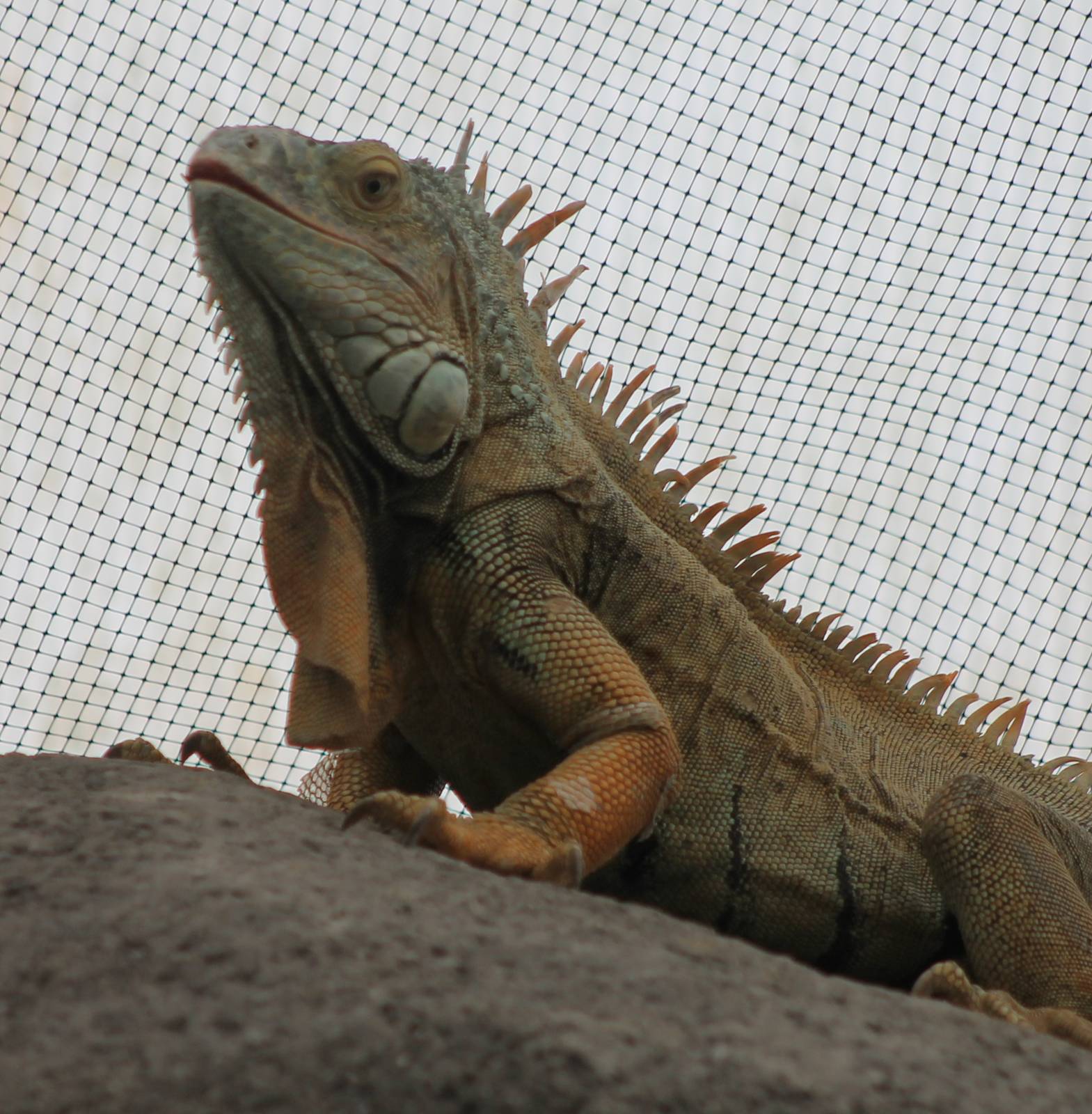 Green iguana