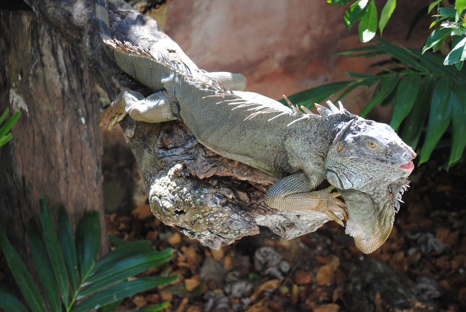 Green Iguana