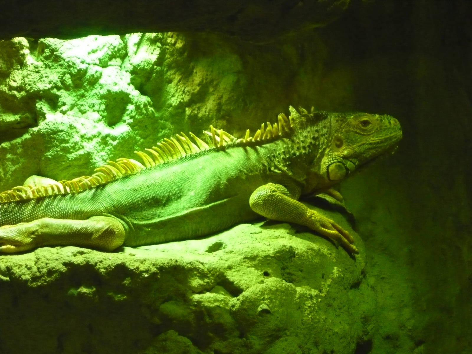 Green iguana