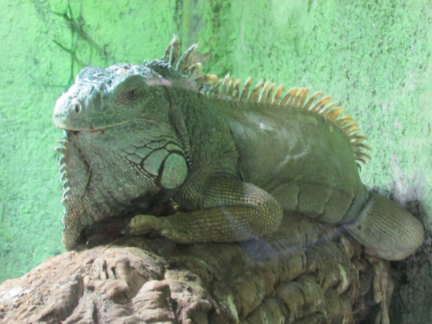 green iguana