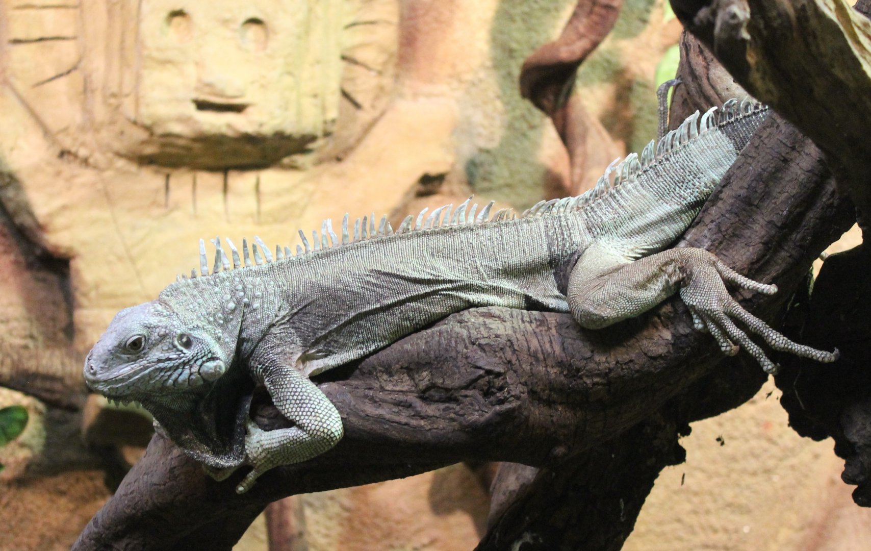 Green iguana