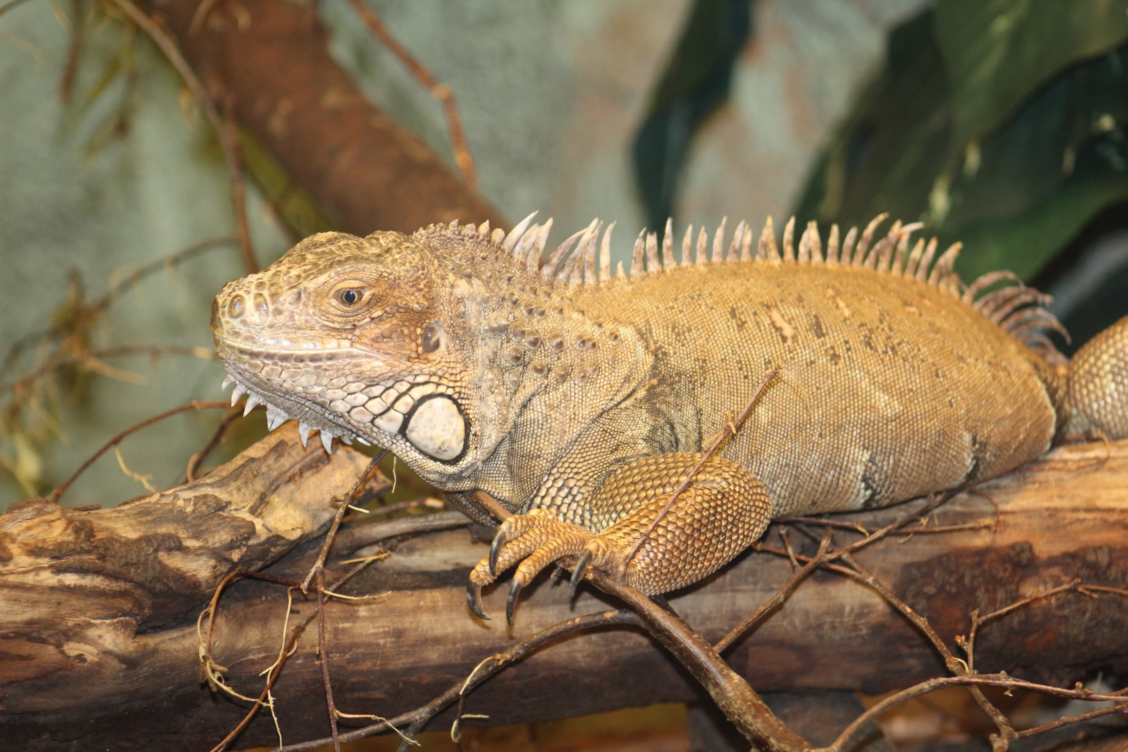 Green Iguana