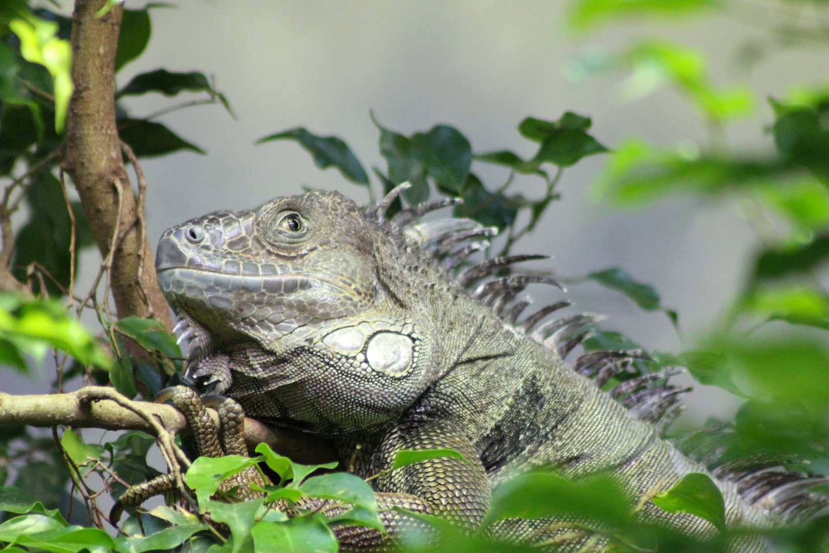 Green iguana