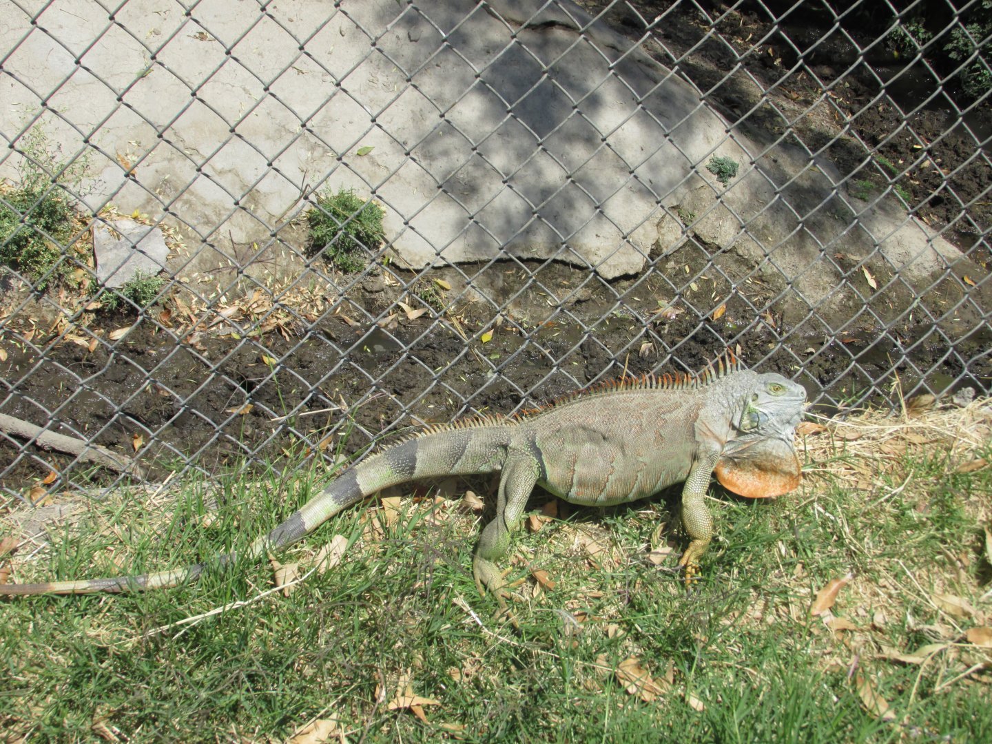 green iguana