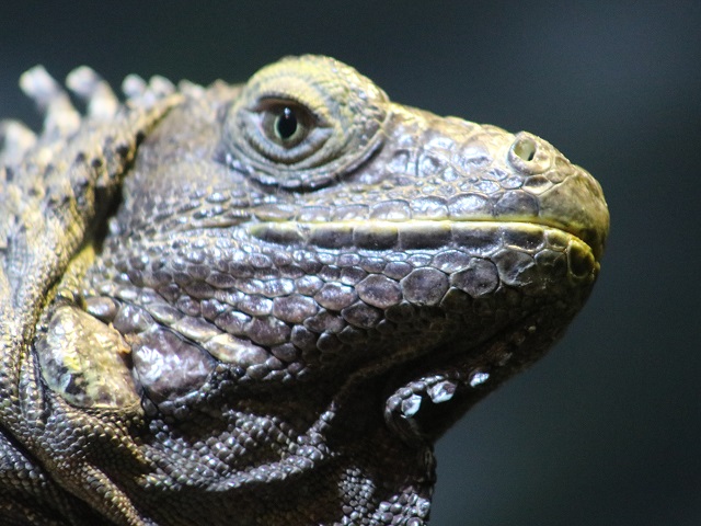 Green Iguana