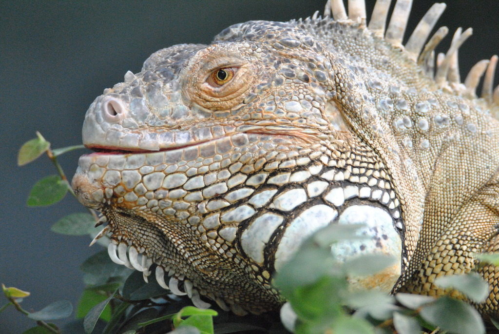 Green iguana