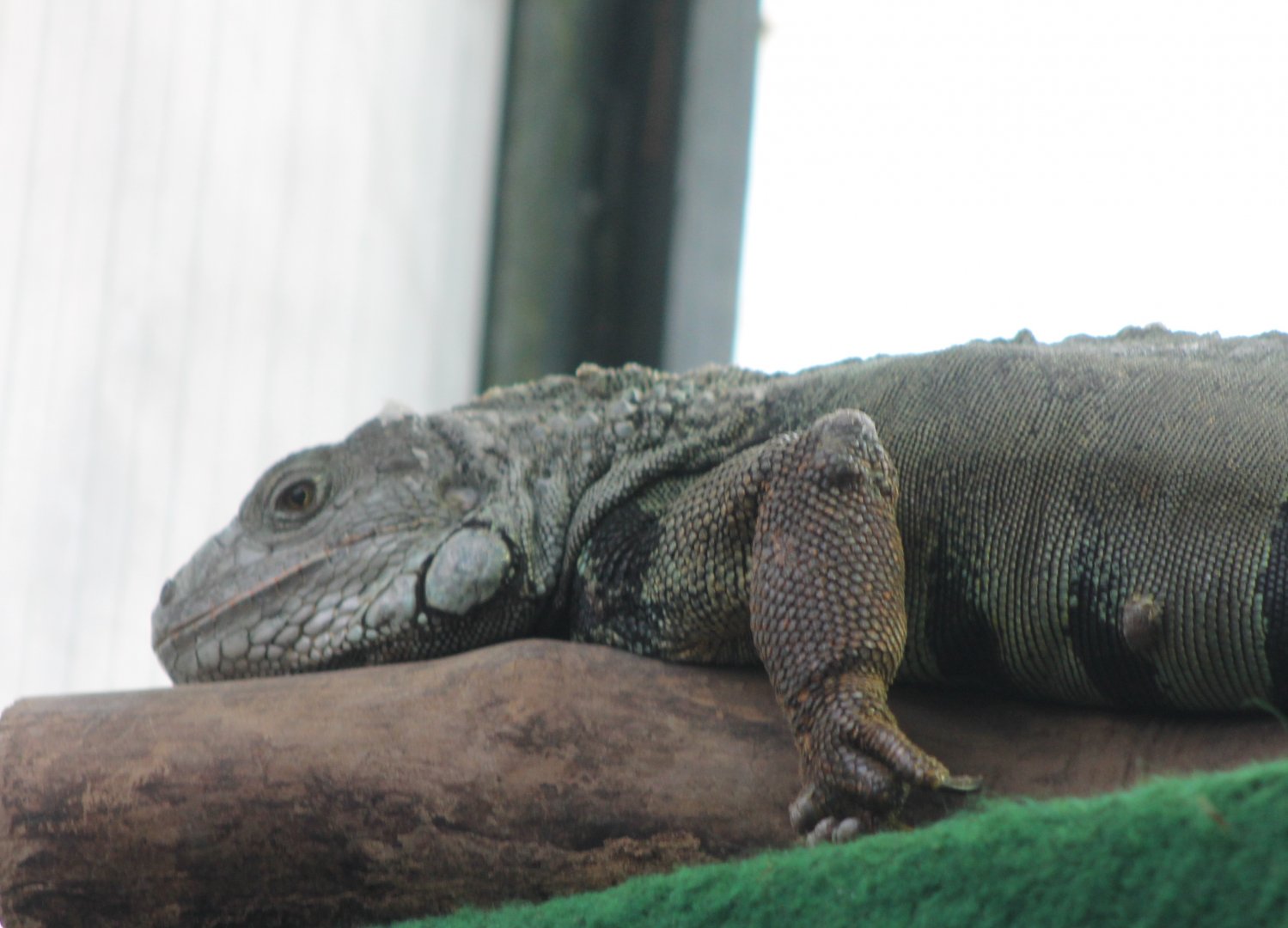 Green iguana