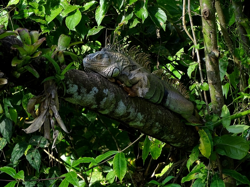 Green iguana