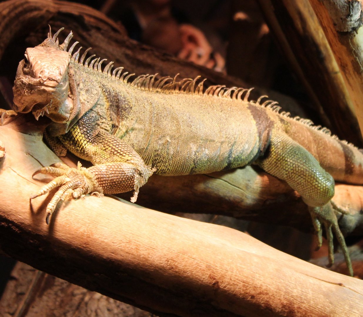 Green iguana