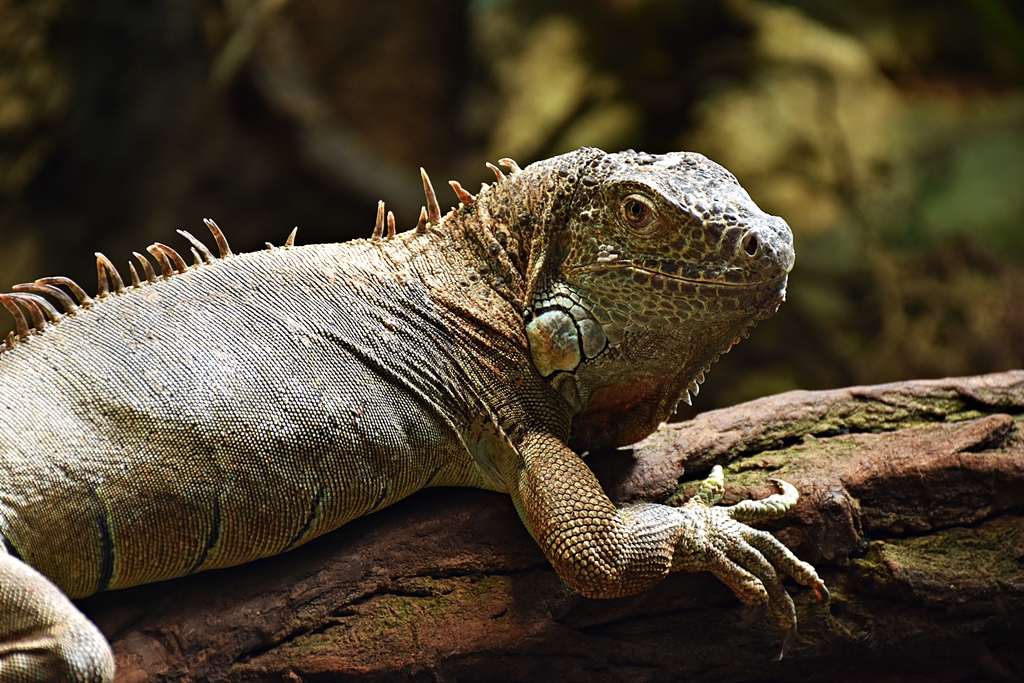 Green iguana