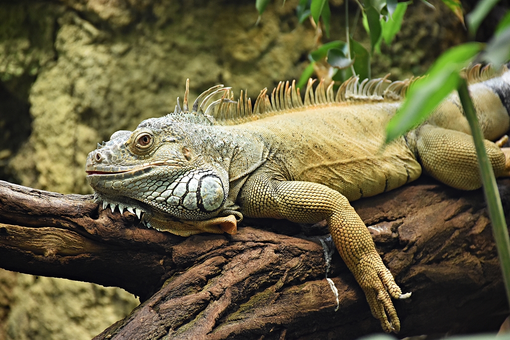 Green iguana